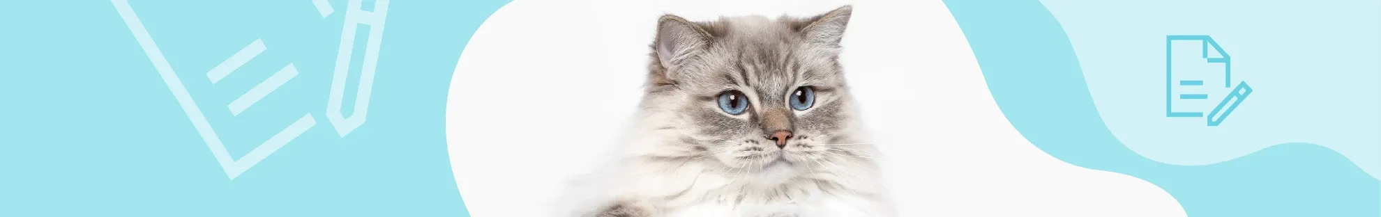 Kedilerde Böbrek Hastalığı Belirtileri