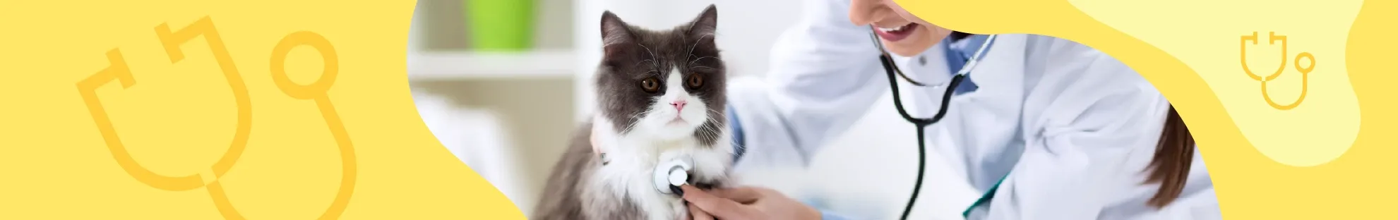 Kedilerde Böbrek Hastalığı Nasıl Teşhis Edilir?