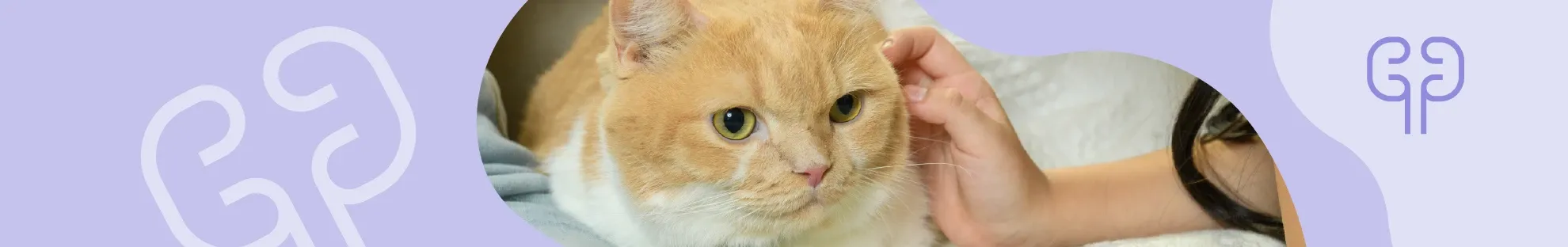 Kedilerde Böbrek Hastalıkları Önlenebilir mi?