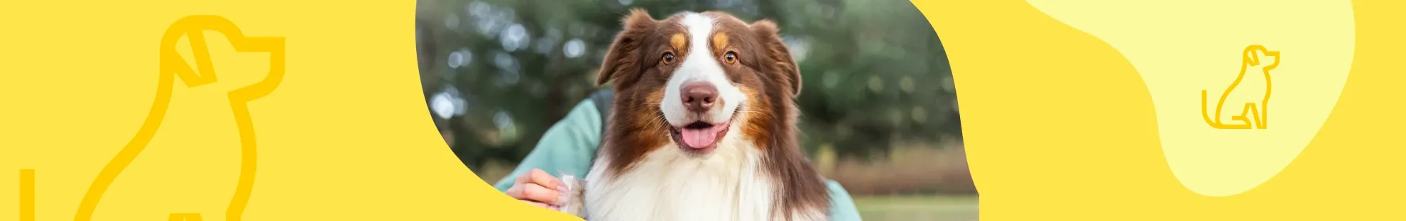 Köpeğinizde Tüy Dökümü Kontrolü