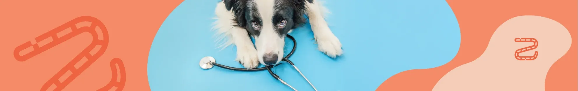 Köpeklerde Bağırsak Parazitleri: Tedavi ve Korunma Yöntemleri