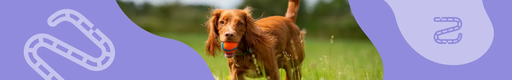 Köpeklerde İç Parazitler ve Türleri