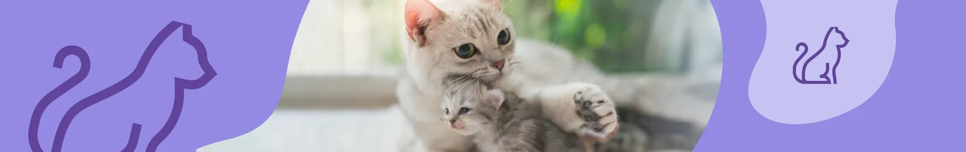 Yavru Kedinizin Sağlığını ve Bağışıklığını Desteklemenin Yolları