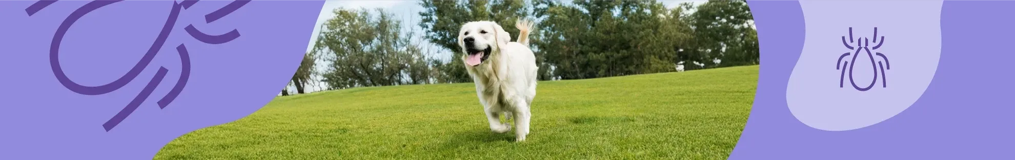 Köpeklerde Kene Riski ve Hastalıklar