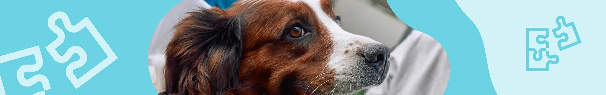 Köpeklerde Kalp Hastalığı Tanısı Nasıl Koyulur? Test ve Tedavi Seçenekleri