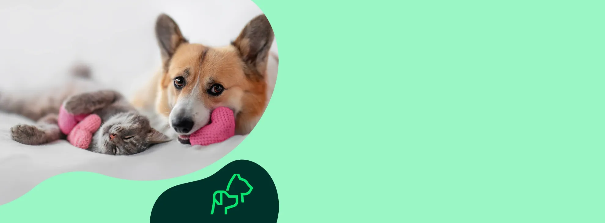 Patili Dostlarımızın Dünyasına Hoş Geldiniz!