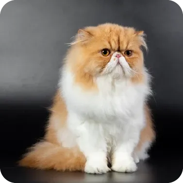 Kedilerde Kronik Böbrek Hastalığı