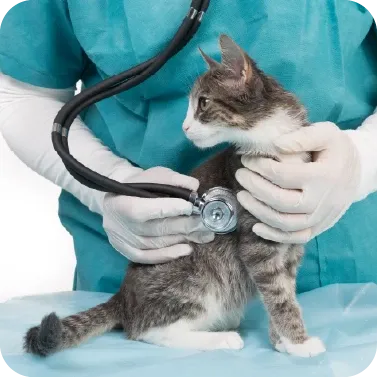 Kedilerde Kronik Böbrek Hastalığı