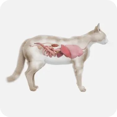 Kedilerde Kronik Böbrek Hastalığı