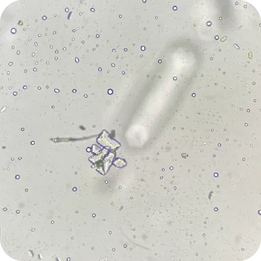 Kedilerde Kronik Böbrek Hastalığı