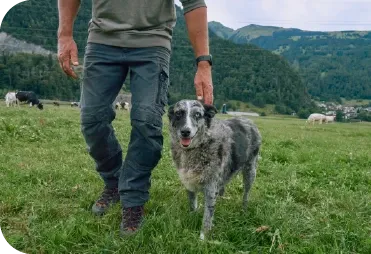 Kene ile İlgili Doğru ve Yanlışlar