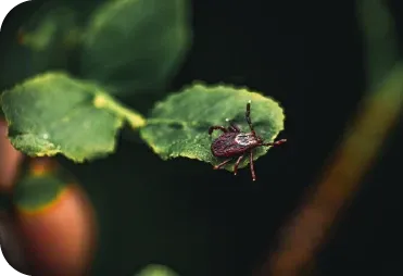 Kene ile İlgili Doğru ve Yanlışlar