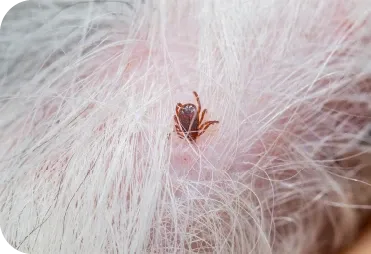 Kene ile İlgili Doğru ve Yanlışlar