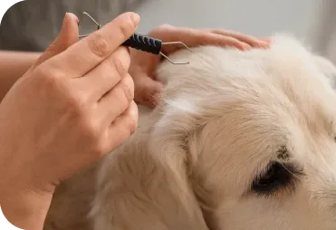 Kene ile İlgili Doğru ve Yanlışlar