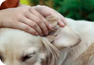 Kene ile İlgili Doğru ve Yanlışlar