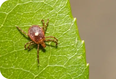 Kene ile İlgili Doğru ve Yanlışlar
