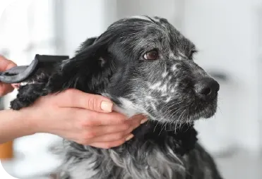 Köpeğinizde Tüy Dökümü Kontrolü