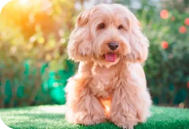 Köpeğinizde Tüy Dökümü Kontrolü