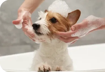 Köpeğinizde Tüy Dökümü Kontrolü