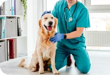 Köpeğinizde Tüy Dökümü Kontrolü