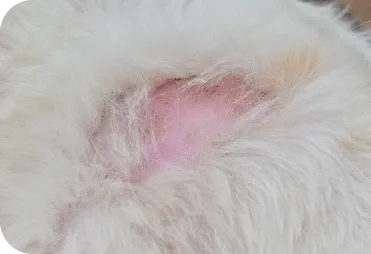 Köpeğinizde Tüy Dökümü Kontrolü