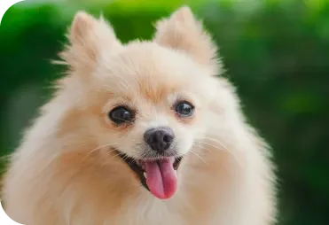 Köpeğinizde Tüy Dökümü Kontrolü