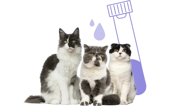 Kedilerde Böbrek Hastalığı Nasıl Teşhis Edilir?