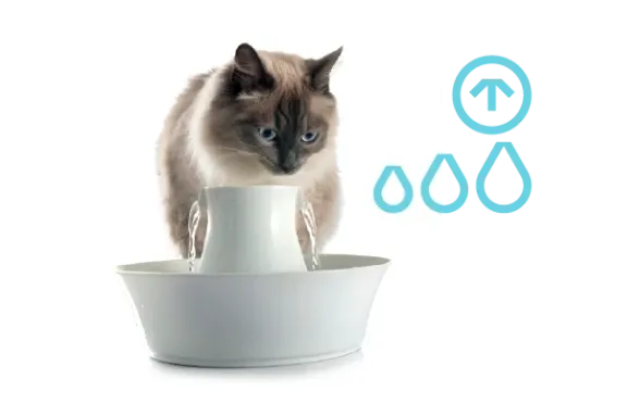 Kedilerde Böbrek Hastalığı Tedavi Edilebilir mi?