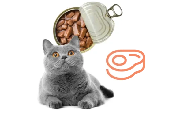 Kedilerde Böbrek Hastalığı Tedavi Edilebilir mi?