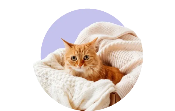 Kediniz Neden Tırmalar?