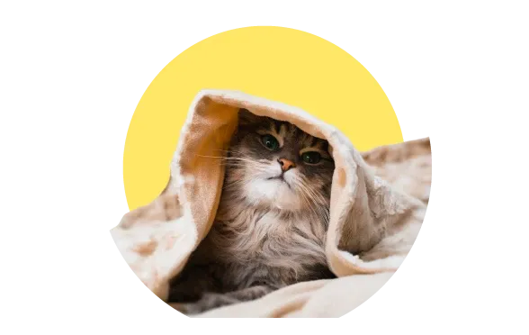 Kediniz Neden Tırmalar?