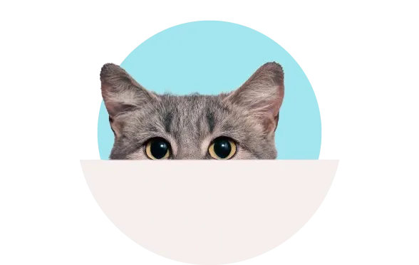 Kediniz Neden Tırmalar?