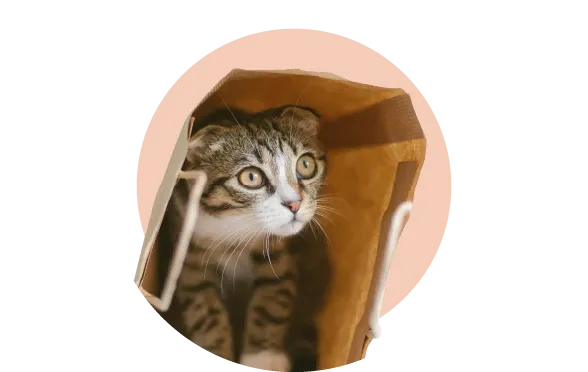 Kediniz Neden Tırmalar?