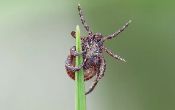 Keneler Köpeklere Nasıl Bulaşır?