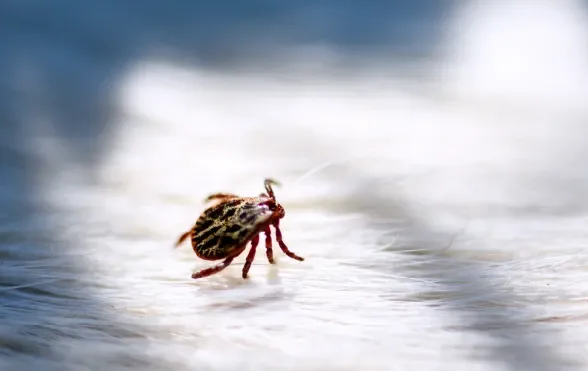 Keneler Köpeklere Nasıl Bulaşır?