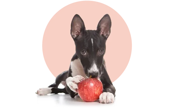 Köpeğiniz Ne Yememeli?