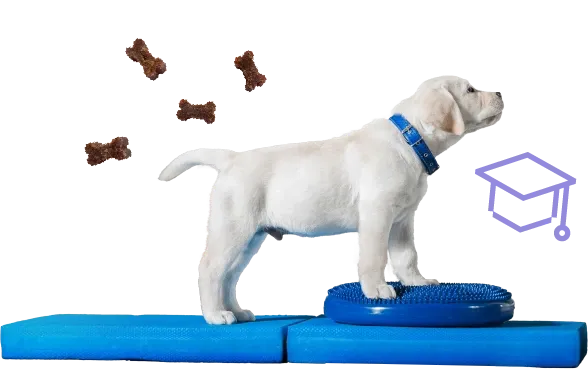 Temel İtaat Eğitimi: Köpeğinizi Nasıl Eğitebilirsiniz?