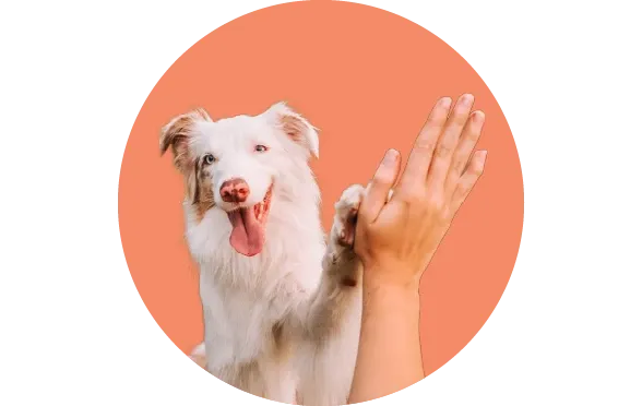 Temel İtaat Eğitimi: Köpeğinizi Nasıl Eğitebilirsiniz?