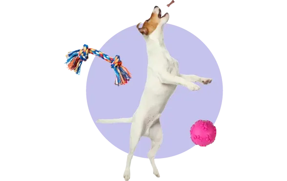 Temel İtaat Eğitimi: Köpeğinizi Nasıl Eğitebilirsiniz?