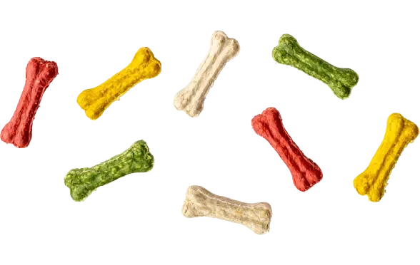 Temel İtaat Eğitimi: Köpeğinizi Nasıl Eğitebilirsiniz?