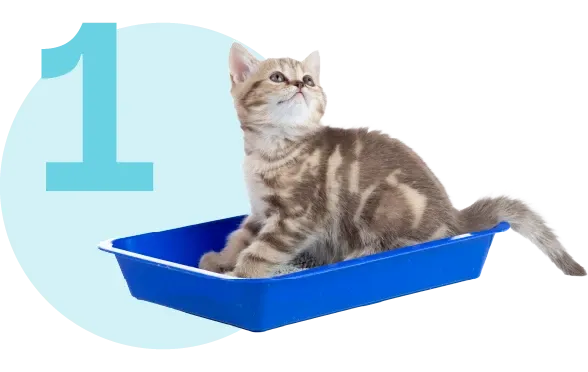 Yavru Kedinize Nasıl Tuvalet Eğitimi Verebilirsiniz?