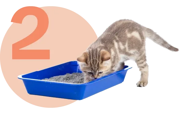 Yavru Kedinize Nasıl Tuvalet Eğitimi Verebilirsiniz?