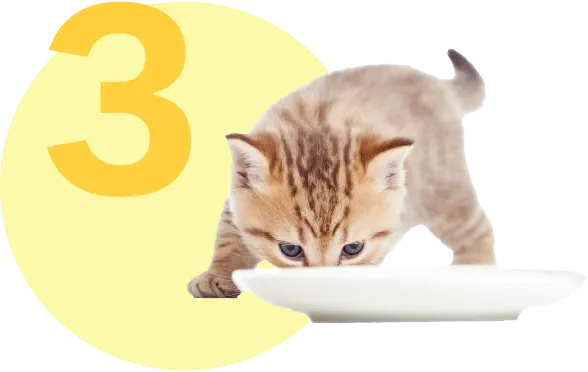 Yavru Kedinize Nasıl Tuvalet Eğitimi Verebilirsiniz?