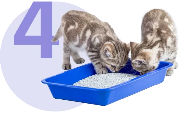 Yavru Kedinize Nasıl Tuvalet Eğitimi Verebilirsiniz?