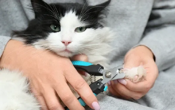 Kediniz Neden Tırmalar?