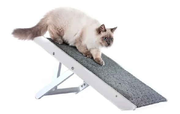 Kediniz Neden Tırmalar?