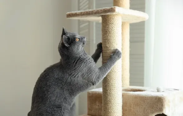 Kediniz Neden Tırmalar?