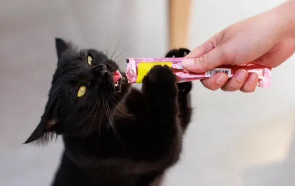 Kediniz Neden Tırmalar?