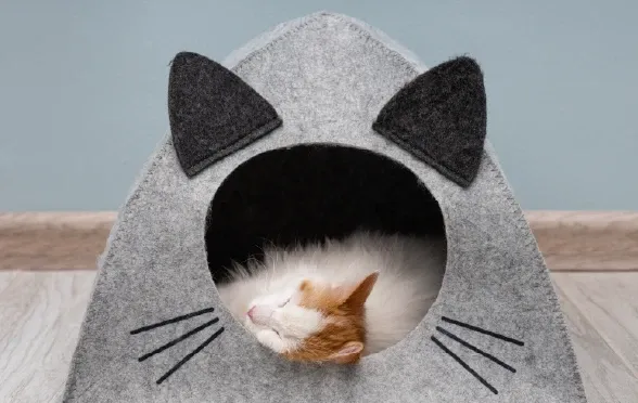 Kediniz Neden Tırmalar?