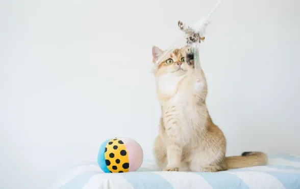 Kediniz Neden Tırmalar?